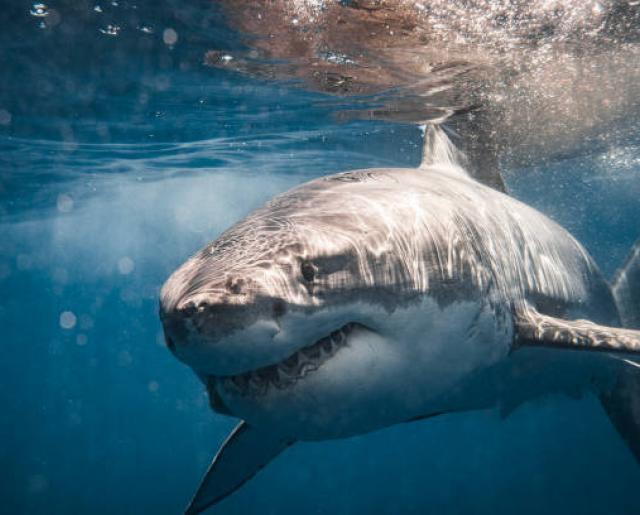 ¡También en las Bahamas! Turista pierde la vida tras ser atacada por tiburón